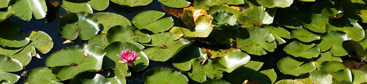 Sección del Área de Medio Ambiente